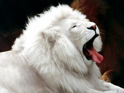 le lion